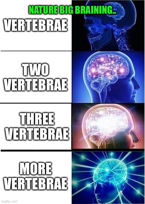 Big brain nature | Nature big braining.. Vertebrae; Two vertebrae; Three vertebrae; More vertebrae | image tagged in memes,expanding brain | made w/ Imgflip meme maker