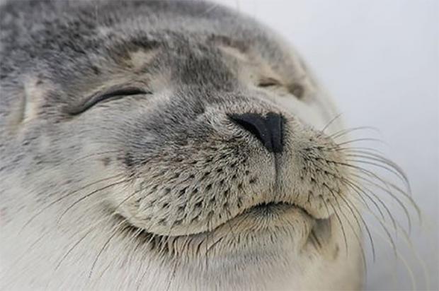 Advice Animals - Satisfied Seal Blank Meme Template