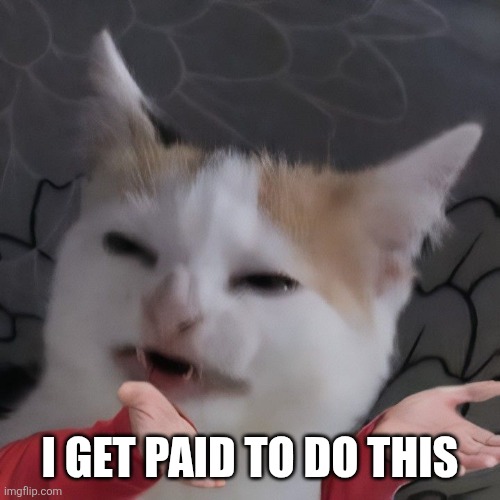 I get paid to do this | image tagged in fun,cat | made w/ Imgflip meme maker