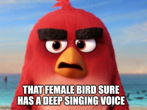 Angry Birds | That female bird sure has a deep singing voice | image tagged in angry birds | made w/ Imgflip meme maker