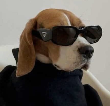 dog wearing sunglasses Blank Meme Template
