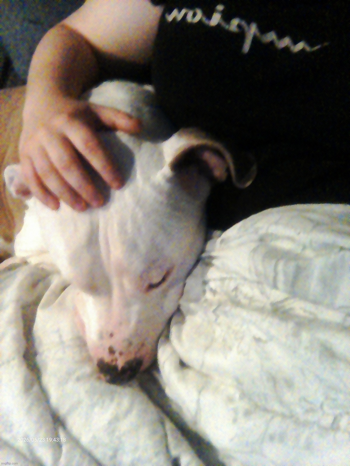 Dumbass dog finally calmed down and stopped biting me lmao we just chilling | made w/ Imgflip meme maker