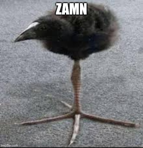 Zamn | image tagged in pukeko bird | made w/ Imgflip meme maker