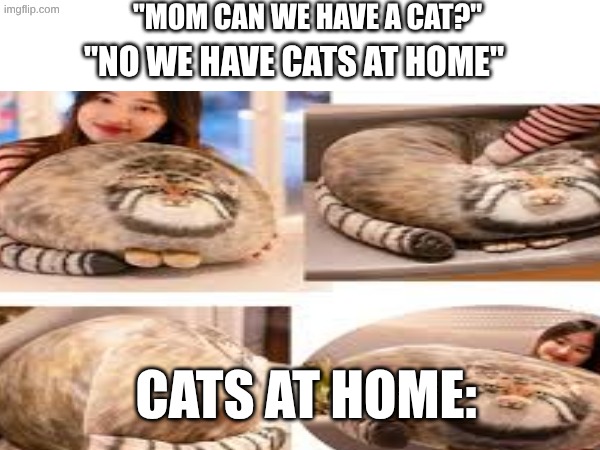 cats at home | "mom can we have a cat?"; "no we have cats at home"; cats at home: | image tagged in funny,meme,cat,parents,mom | made w/ Imgflip meme maker