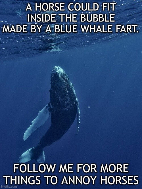 A horse could fit inside the bubble made by a blue whale fart. Follow me for more things to annoy horses | image tagged in whale,fart,horses,fun fact | made w/ Imgflip meme maker