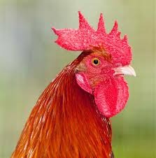 image tagged in rooster | made w/ Imgflip meme maker
