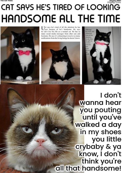 Grumpy Cat Is Not Amused | I don't wanna hear you pouting until you've walked a day in my shoes you little crybaby & ya know, I don't think you're all that handsome! | image tagged in cats,grumpy cat,grumpy cat not amused,whining,grumpy cat insults,complaining | made w/ Imgflip meme maker