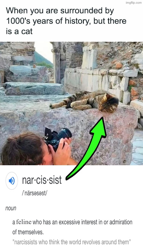 That's All Cats | feline | image tagged in cats,funny cats,narcissist,kiss my ass,look at me,history of the world | made w/ Imgflip meme maker