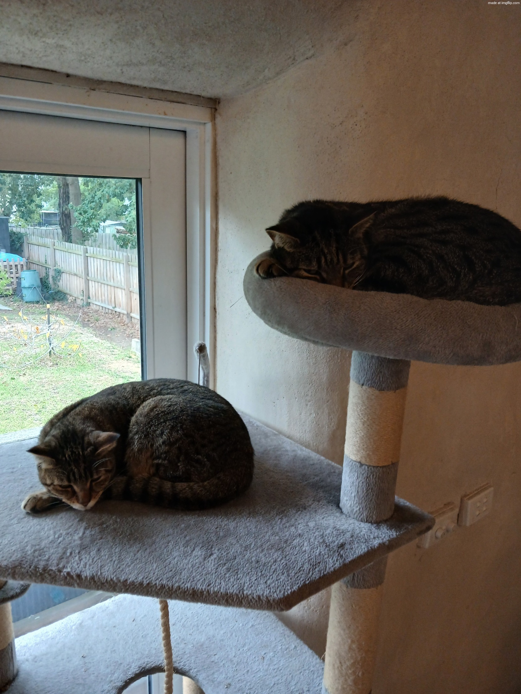 Ah, life to be a cat. My 2 irl cats. | image tagged in 20260524_144005 jpg | made w/ Imgflip meme maker