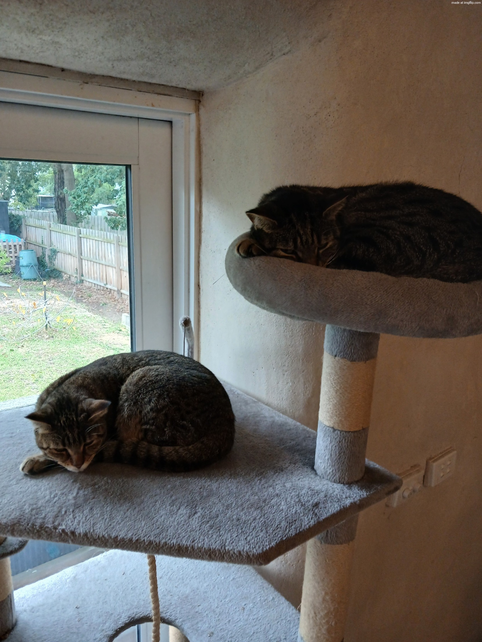My cats say hi | image tagged in 20260524_144005 jpg | made w/ Imgflip meme maker