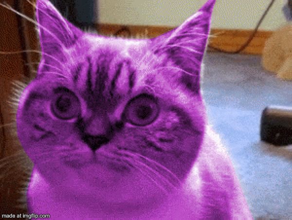 RayCat derp | image tagged in raycat derp | made w/ Imgflip meme maker