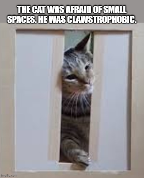 My cat is afraid of small spaces so I guess she's clawstrophobic. | The cat was afraid of small spaces. He was clawstrophobic. | image tagged in cat,kittens,funny,humor,play on words,afraid | made w/ Imgflip meme maker