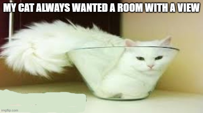 My cat always wanted a room with a view.    --  funny  -- | my cat always wanted a room with a view | image tagged in cat,kittens,funny,humor,play on words | made w/ Imgflip meme maker