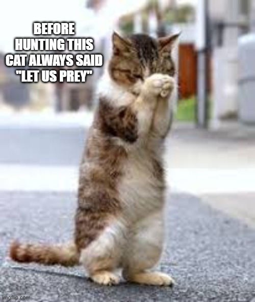 Before hunting this cat always said "let us prey".   --  funny  -- | Before hunting this cat always said "let us prey" | image tagged in cat,kittens,funny,humor,pray,play on words | made w/ Imgflip meme maker