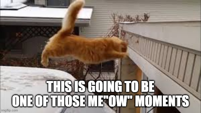 This is going to be one of those me"ow" moments for this cat. | This is going to be one of those me"ow" moments | image tagged in cat,kittens,funny,humor,ouch,cats and dogs | made w/ Imgflip meme maker