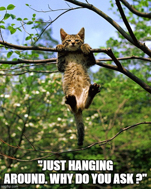 The cat is just "hangin' " around.    --  funny  -- | "just hanging around. why do you ask ?" | image tagged in cat,kittens,humor,funny,hanging out | made w/ Imgflip meme maker