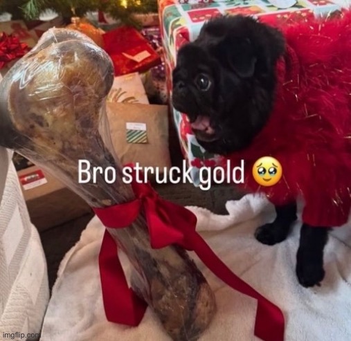 image tagged in msmg,dogs,funny | made w/ Imgflip meme maker