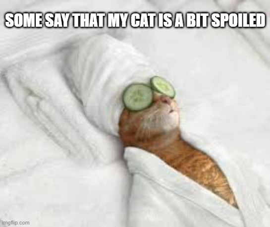 Some say that my cat is a bit spoiled. | Some say that my cat is a bit spoiled | image tagged in cat,kittens,funny,humor,spa,spoiled | made w/ Imgflip meme maker