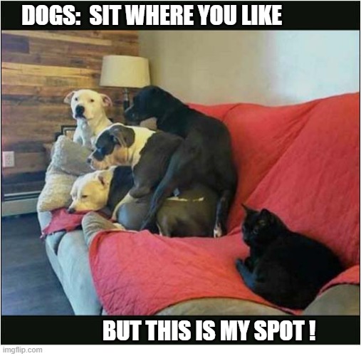 The Cat Is Obviously In Charge | Dogs:  sit where you like; But this is my spot ! | image tagged in cats,dogs,my spot | made w/ Imgflip meme maker