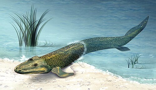Tiktaalik Blank Meme Template