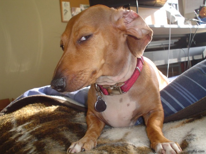 Suspicious Dog | image tagged in suspicious dog | made w/ Imgflip meme maker