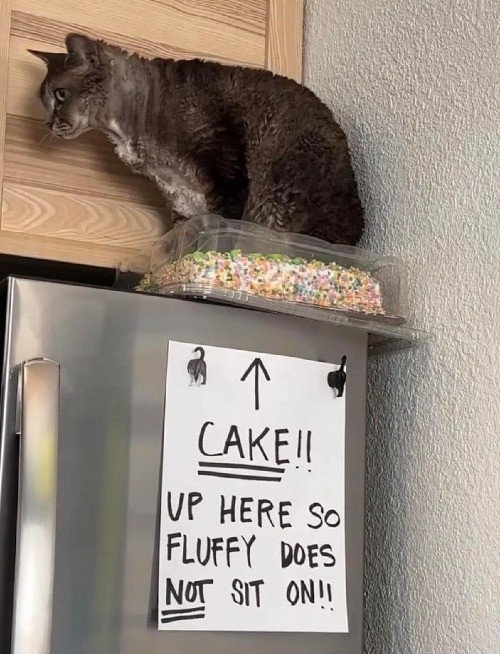 Cat forbidden from sitting on cake | image tagged in inhaling seagull,awkward moment sealion,one does not simply | made w/ Imgflip meme maker