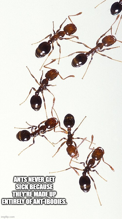 Ants never get sick because they are made up entirely of ant-ibodies. | ants never get sick because they're made up entirely of ant-ibodies. | image tagged in funny,humor,play on words,ants,medical,funny meme | made w/ Imgflip meme maker