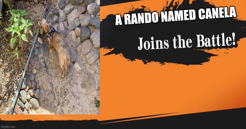Smash Bros. | A rando named canela | image tagged in smash bros,dog,cinnamon toast crunch,funny,news | made w/ Imgflip meme maker