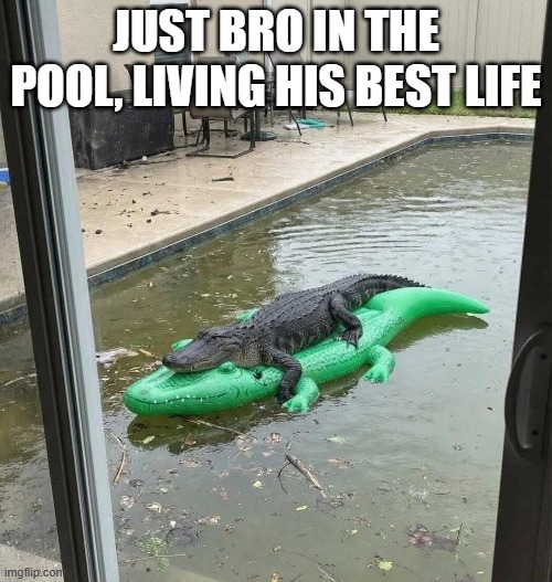 See Ya Later Gator | Just bro in the pool, living his best life | image tagged in funny,memes | made w/ Imgflip meme maker