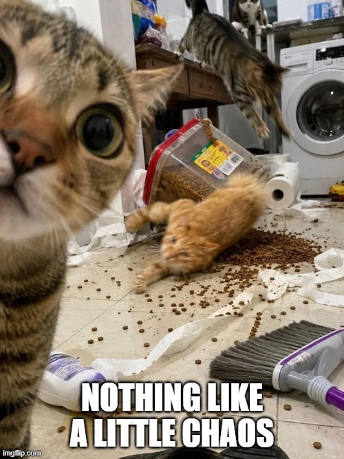 Cat Chaos | nothing like a little chaos | image tagged in 705046382_1421151100038858_7651002722768376786_n jpg | made w/ Imgflip meme maker