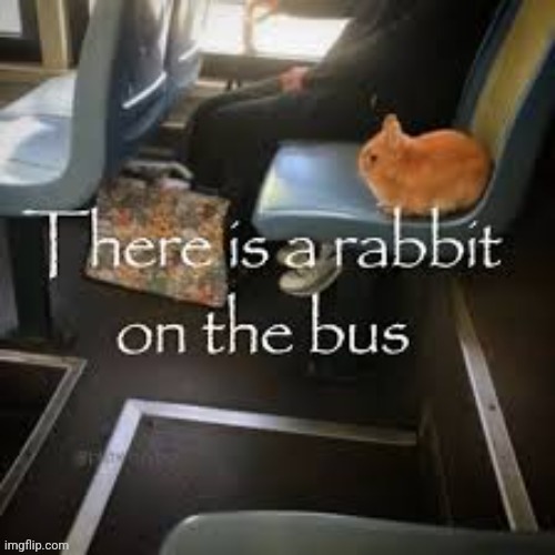 That's clearly a cat mate | made w/ Imgflip meme maker