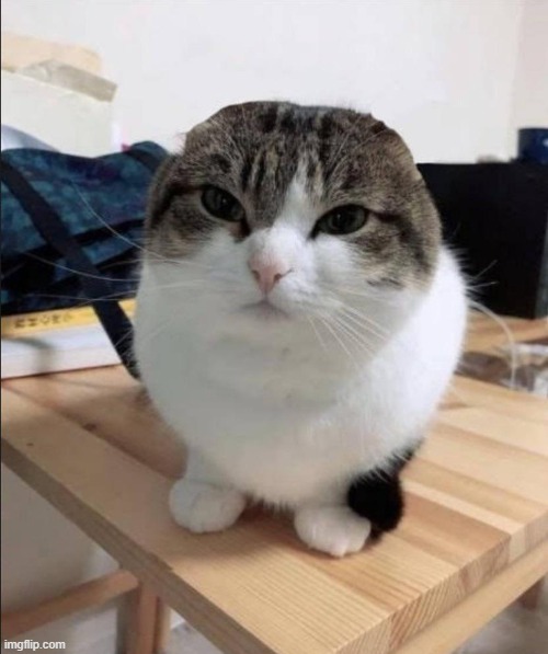 I'm all ears | image tagged in i'm all ears | made w/ Imgflip meme maker