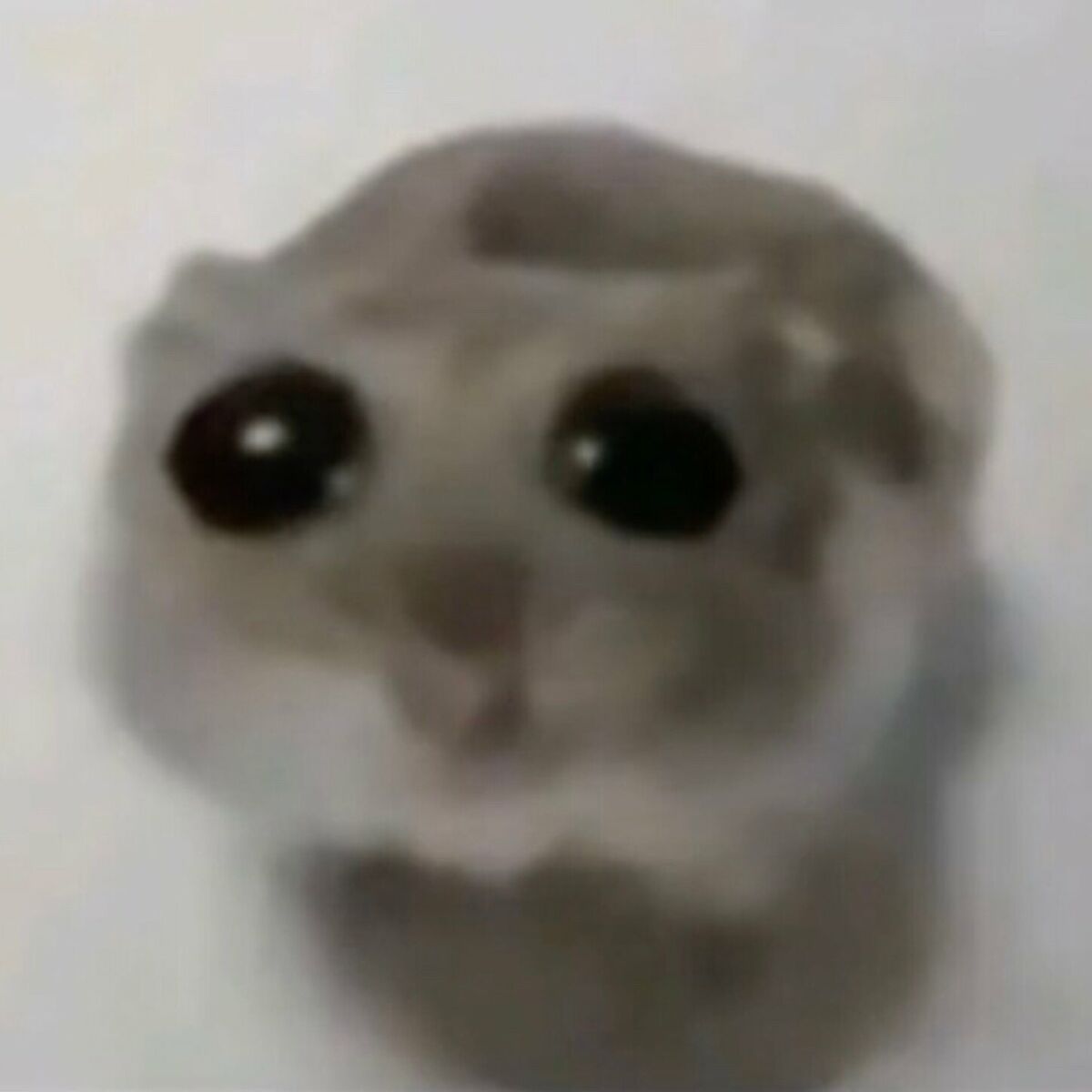 Sad hammy Blank Meme Template