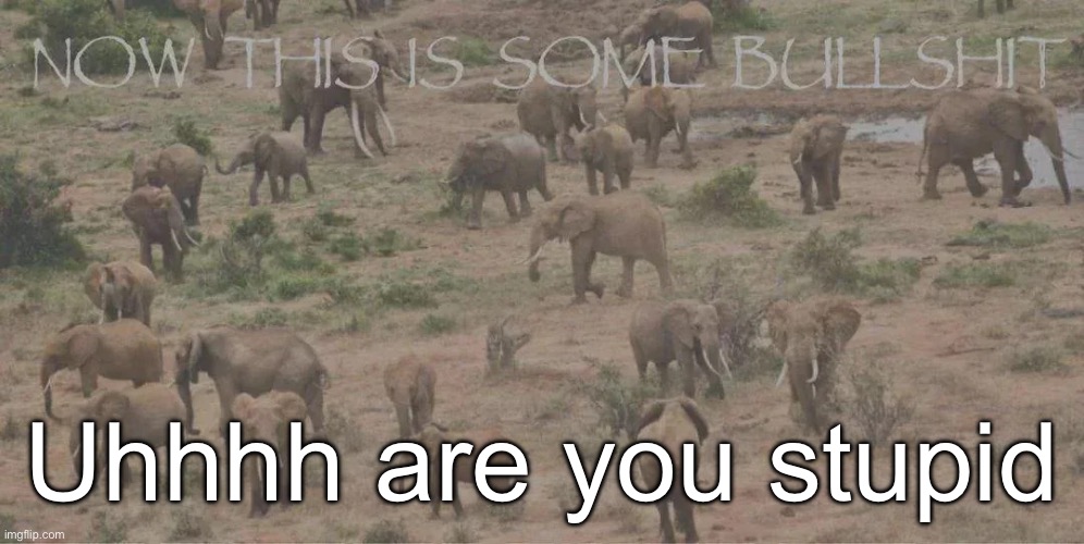 now this is some bs | Uhhhh are you stupid | image tagged in now this is some bs | made w/ Imgflip meme maker