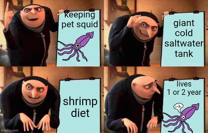 pet squid is impossible | keeping pet squid; giant cold saltwater tank; lives 1 or 2 year; shrimp diet | image tagged in memes,gru's plan,squid | made w/ Imgflip meme maker