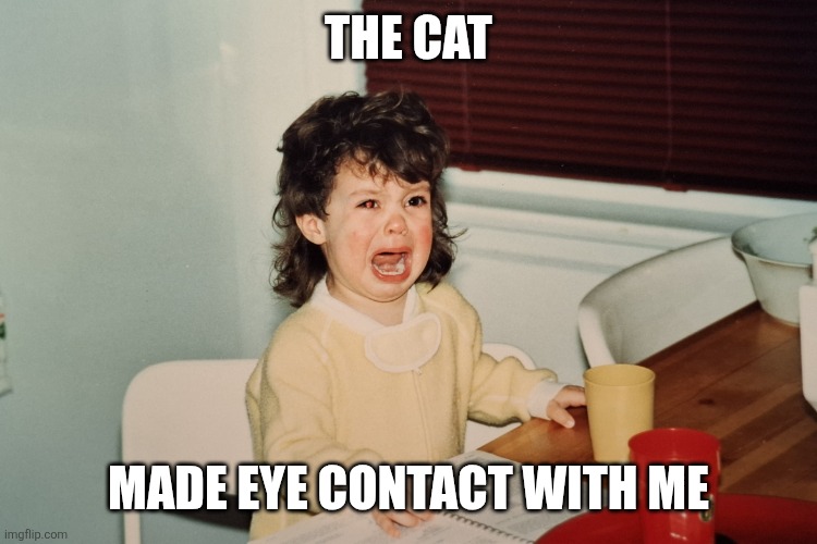 Irrational toddler | The cat; Made eye contact with me | image tagged in tantrum carolyn | made w/ Imgflip meme maker