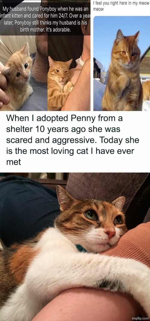 Nice Stories Here | image tagged in cats,funny cats,adopted,uplifting,cute cats,animal rescue | made w/ Imgflip meme maker