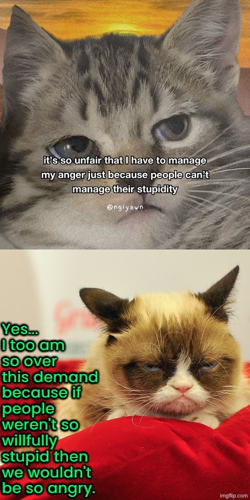Anger Management? NO! | Yes... I too am so over this demand because if people weren't so willfully stupid then we wouldn't be so angry. | image tagged in cats,grumpy cat,angry cat,human stupidity,anger management,duhhh dumbass | made w/ Imgflip meme maker