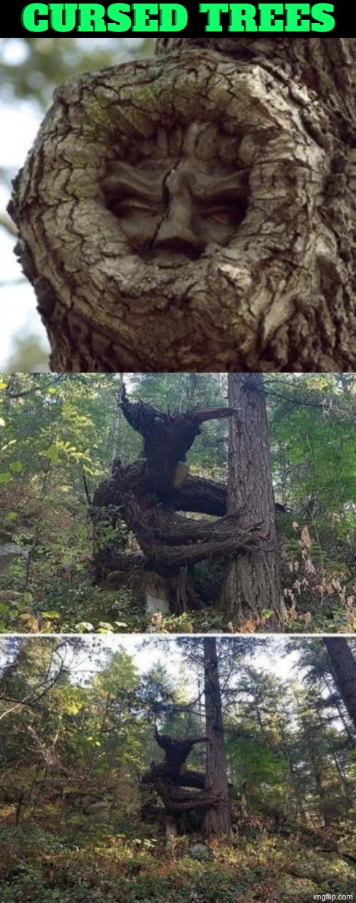 Cursed Trees | Cursed Trees | image tagged in cursed images,trees,unsee,drink bleach,creepy face,forest | made w/ Imgflip meme maker