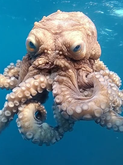 Unamused Octopus Blank Meme Template