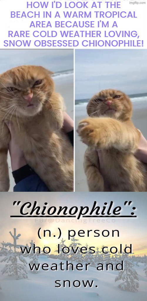 Word Of The Day | How I'd look at the beach in a warm tropical area because I'm a rare cold weather loving, snow obsessed chionophile! | image tagged in word of the day,winter,snow,day at the beach,angry cat,the face you make when | made w/ Imgflip meme maker