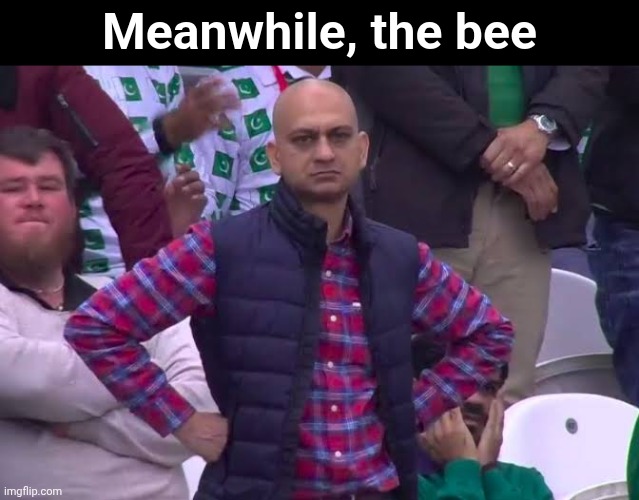Disappointed Man | Meanwhile, the bee | image tagged in disappointed man | made w/ Imgflip meme maker