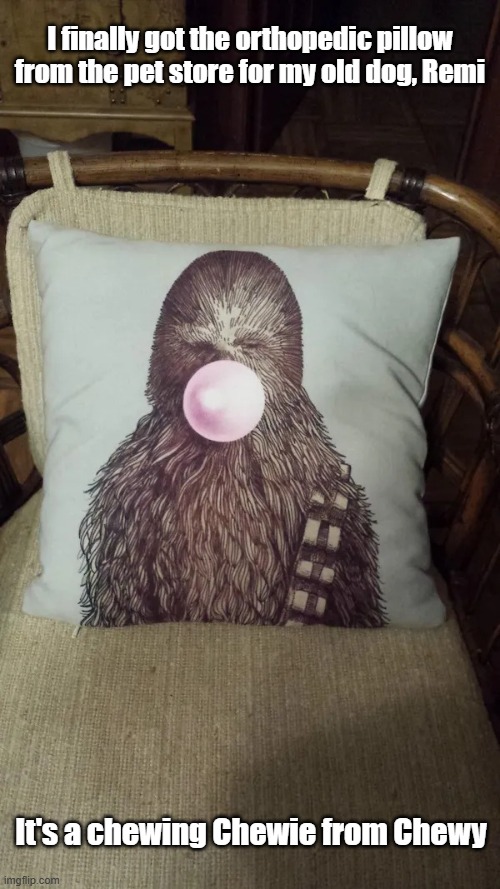 Chewie Gum | I finally got the orthopedic pillow from the pet store for my old dog, Remi; It's a chewing Chewie from Chewy | image tagged in chewie,chewey,chewing,dogs | made w/ Imgflip meme maker