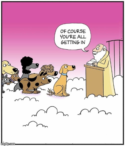 They DO Go to Heaven | image tagged in dogs,comics | made w/ Imgflip meme maker