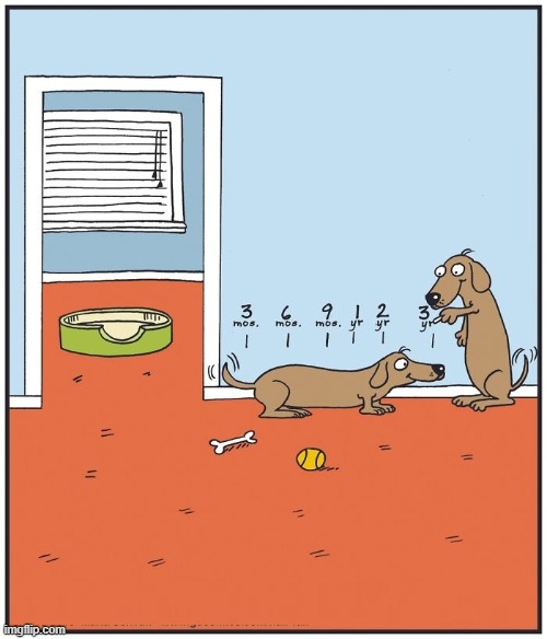 Measure Your Weiner | image tagged in dogs | made w/ Imgflip meme maker