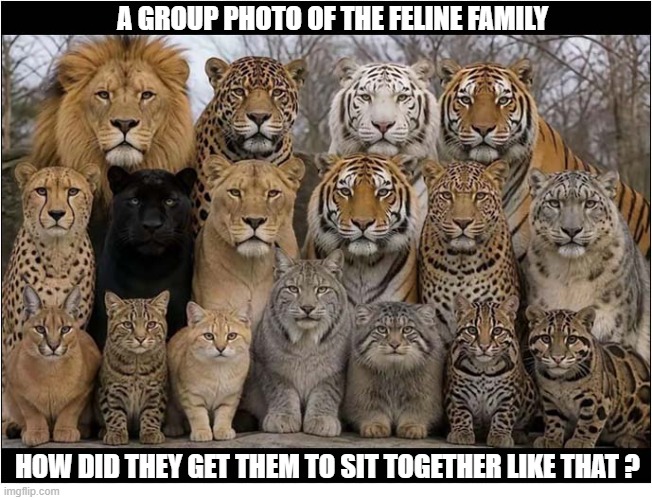 OK ... Smile ! | a group photo of the feline family; How did they get them to sit together like that ? | image tagged in cats,big cats,group photo | made w/ Imgflip meme maker