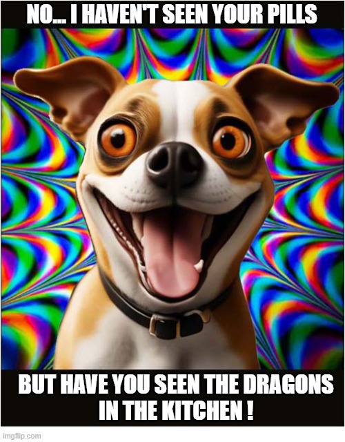 I'm Somewhat Suspicious ... | No... I haven't seen Your pills; but have you seen the dragons
in the kitchen ! | image tagged in dogs,pills,hallucinate,dragons | made w/ Imgflip meme maker
