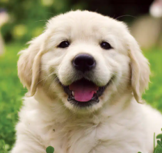 happy dog Blank Meme Template