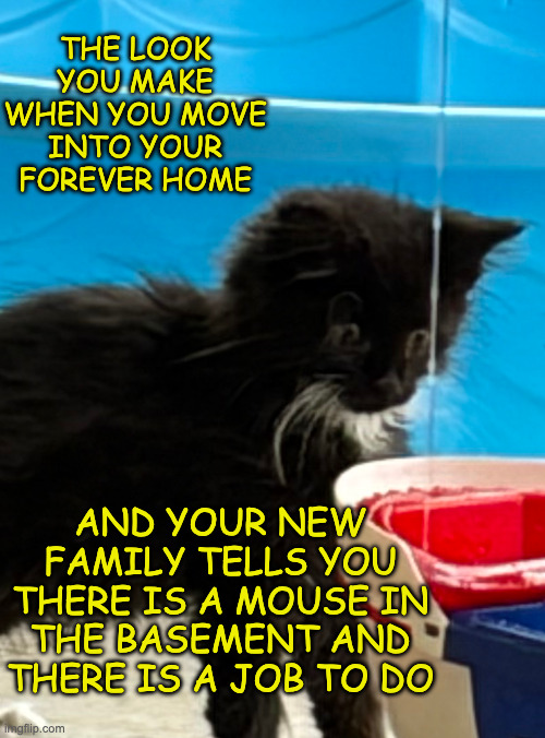 IMG_0219.jpeg | The look you make when you move into your forever home; And your new family tells you there is a mouse in the basement and there is a job to do | image tagged in img_0219 jpeg | made w/ Imgflip meme maker