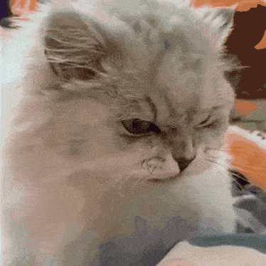 angry cat eating Blank Meme Template